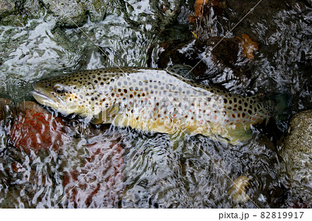 ルアーで釣ったブラウントラウト ルアーで釣ったブラウントラウト 82819917