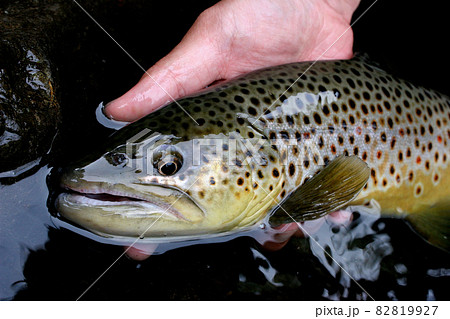 ルアーで釣ったブラウントラウト ルアーで釣ったブラウントラウト 82819927