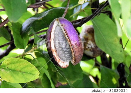 野山に自生するアケビの実 野山に自生するアケビの実 82820034