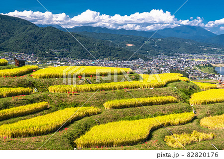 《長野県》黄金色の田園風景・姨捨の棚田 82820176
