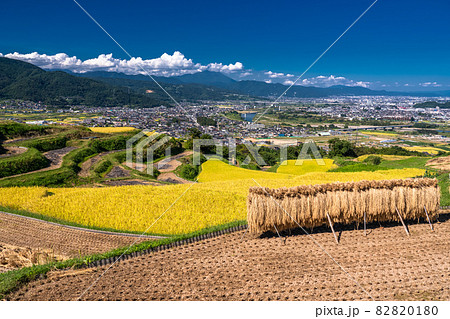 《長野県》黄金色の田園風景・姨捨の棚田 《長野県》黄金色の田園風景・姨捨の棚田 82820180