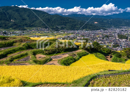 《長野県》黄金色の田園風景・姨捨の棚田 《長野県》黄金色の田園風景・姨捨の棚田 82820182