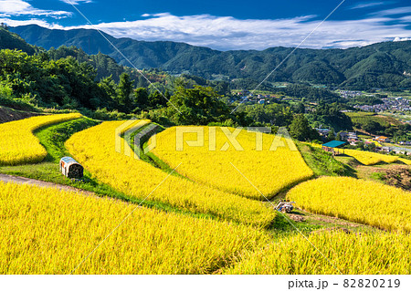 《長野県》黄金色の田園風景・姨捨の棚田 82820219