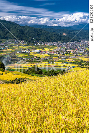 《長野県》黄金色の田園風景・姨捨の棚田 82820234