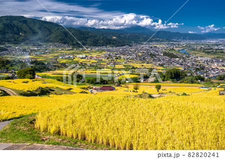 《長野県》黄金色の田園風景・姨捨の棚田 82820241