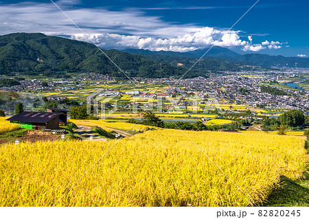 《長野県》黄金色の田園風景・姨捨の棚田 《長野県》黄金色の田園風景・姨捨の棚田 82820245