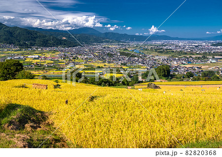 《長野県》黄金色の田園風景・姨捨の棚田 82820368