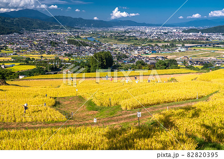 《長野県》黄金色の田園風景・姨捨の棚田 《長野県》黄金色の田園風景・姨捨の棚田 82820395