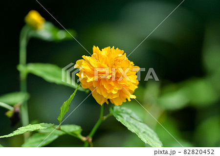 ヤエヤマブキ ヤエヤマブキ 82820452