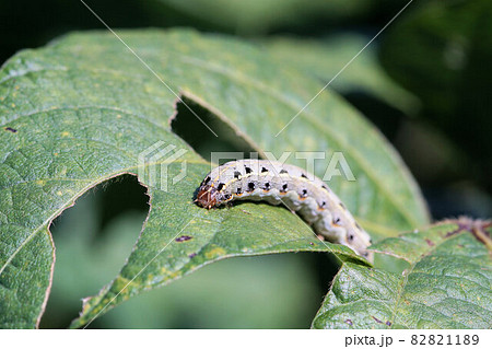 ヨトウガの幼虫 くろまめ畑 10月 ヨトウガの幼虫 くろまめ畑 10月 82821189