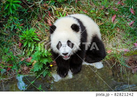 見つめる赤ちゃんパンダ 82821242