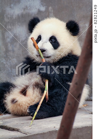 笹を持つ赤ちゃんパンダ 笹を持つ赤ちゃんパンダ 82821249