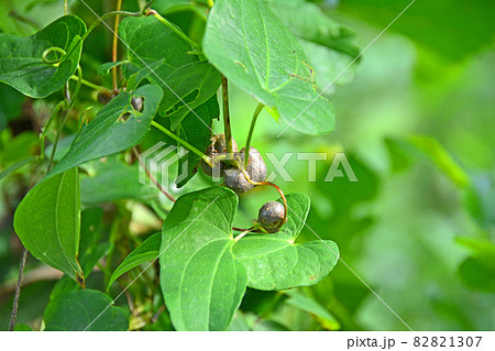 秋に山芋の蔓の付け根につくムカゴ 82821307