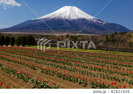 富士山とチューリップ畑 富士山とチューリップ畑 82821926