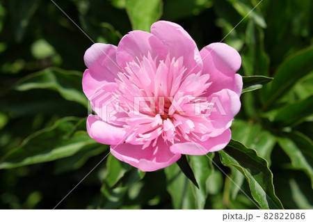 Big pink peony. Flower with pink petals. Big pink peony. Flower with pink petals. 82822086