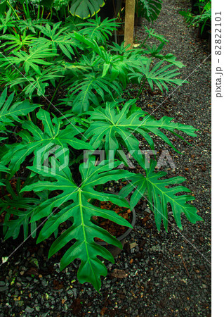 Green leaves frame of Monstera philodendron Green leaves frame of Monstera philodendron 82822101