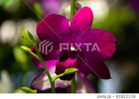 beautiful purple orchid beautiful purple orchid 82822116