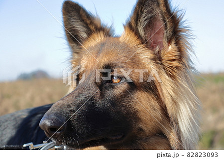 シェパード 顔のアップ シェパード 顔のアップ 82823093
