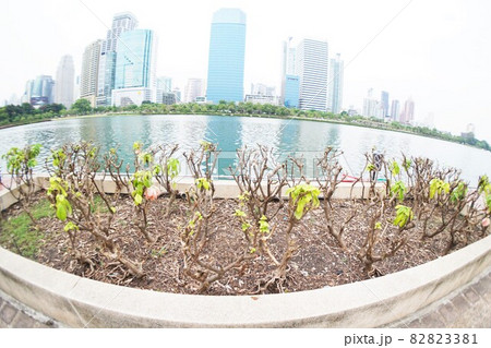 タイ王国バンコク都ベンジャキティ公園(Benjakitti Park in Bangkok) タイ王国バンコク都ベンジャキティ公園(Benjakitti Park in Bangkok) 82823381