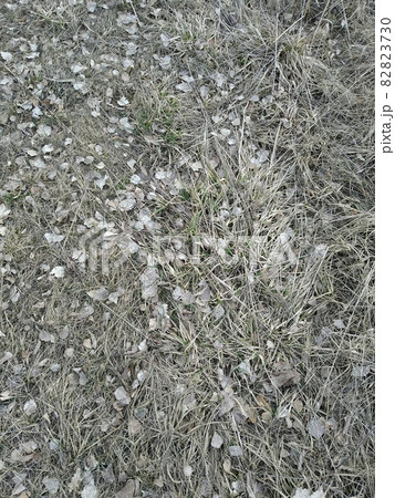 Dry gray leaves on the lingering grass. Background. Dry gray leaves on the lingering grass. Background. 82823730