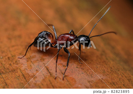 ムネアカオオアリ ムネアカオオアリ 82823895