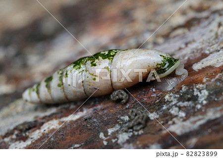 キセルガイの一種 キセルガイの一種 82823899