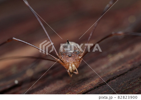 アカサビザトウムシ 82823900