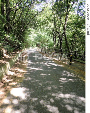 皿倉山遊歩道 皿倉山遊歩道 82823972