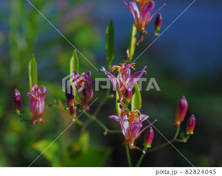 ホトトギス 82824045