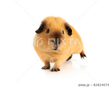 Cutie red guinea pig over white Cutie red guinea pig over white 82824074