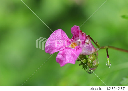 ツリフネソウの花 82824287