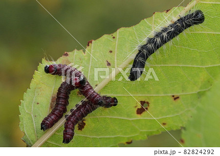 モンクロシャチホコの幼虫 モンクロシャチホコの幼虫 82824292