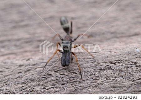 アリグモのオス 82824293