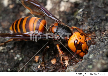 樹液をなめるオオスズメバチ 82824297