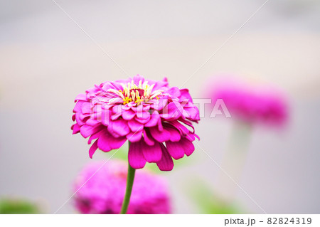 百日草 百日草 82824319