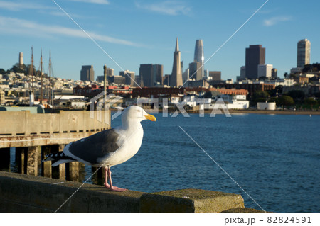 SAN FRANCISCO, CALIFORNIA, UNITED STATES - NOV 25th, 2018: Seagull in close up with the skyline of San Francisco in background SAN FRANCISCO, CALIFORNIA, UNITED STATES - NOV 25th, 2018: Seagull in close up with the skyline of San Francisco in background 82824591