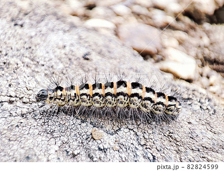 Single hairy caterpillar larva crawling on ground Single hairy caterpillar larva crawling on ground 82824599