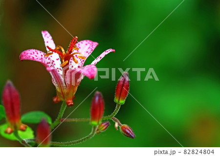 ほととぎす 82824804