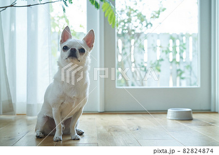 ナチュラルなリビングの白い犬チワワの日常9 ナチュラルなリビングの白い犬チワワの日常9 82824874