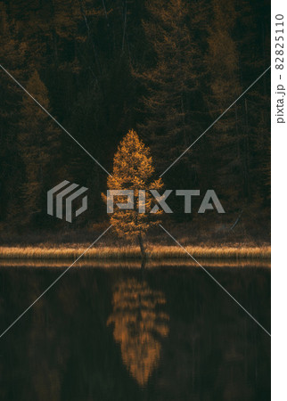 Single yellow tree reflection in water. Dark surface of lake. Seasonal story 82825110