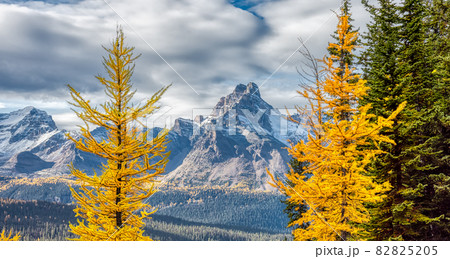 Scenic View of Yellow Larches Trees with Canadian Rocky Mountains Scenic View of Yellow Larches Trees with Canadian Rocky Mountains 82825205