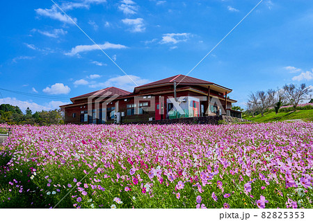 秋の上場高原 コスモス 秋の上場高原 コスモス 82825353
