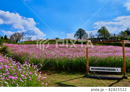 秋の上場高原 コスモス 秋の上場高原 コスモス 82825522