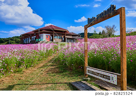 秋の上場高原 コスモス 秋の上場高原 コスモス 82825524