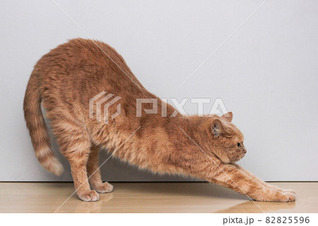 A red cat arching its back. Cat pose. Warm-up. 82825596