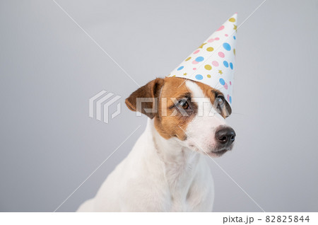 Dog in a birthday hat on a white background. Jack russell terrier is celebrating an anniversary Dog in a birthday hat on a white background. Jack russell terrier is celebrating an anniversary 82825844