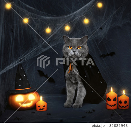 Halloween cat. Cute gray cat, glowing jack o...の写真素材