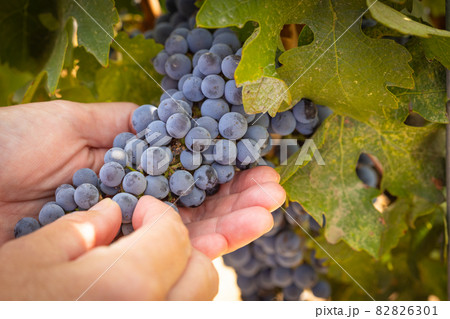 Female Farmer Hands Holding Bunch of Ripe Wine Grapes In The Vineyard. 82826301