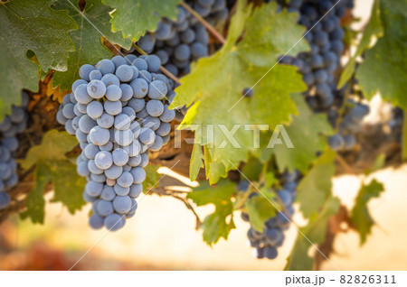 Beautiful Lush Wine Grape Bushels In The Vineyard 82826311