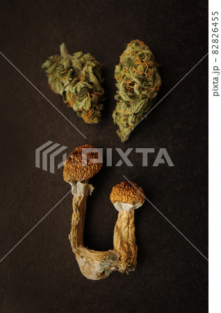 Psychedelic trip, CBD recreation. Dried psilocybe mushrooms and marijuana buds on black background. 82826455